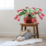 Free Christmas Cactus Crochet Patterns for Festive Decor!